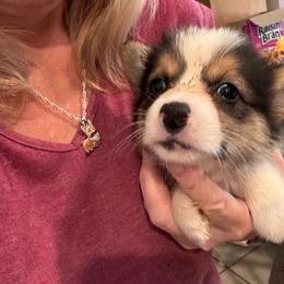 Jelly Roll - Black and tan male American Corgi puppy in Orangevale, California from Corgis of the Heart