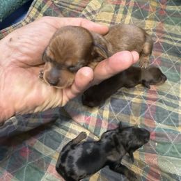 4 - Red female Dachshund puppy in South Haven, Kansas from Keen's Dachshunds