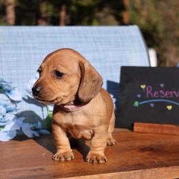 Minnie - Red female Dachshund puppy in Prospect, Oregon from Spunky Sausage Pups