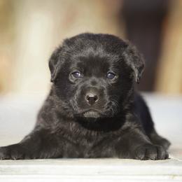 Nutmeg - Black male Labrador Retriever puppy in Ridgecrest, California from Black Mountain Service Dogs