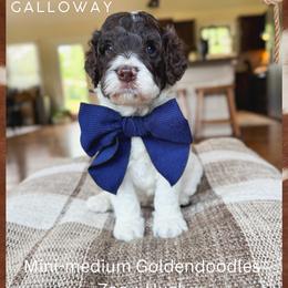Galloway - Parti male Goldendoodle puppy in New Harmony, Indiana from Cottonwood Farms