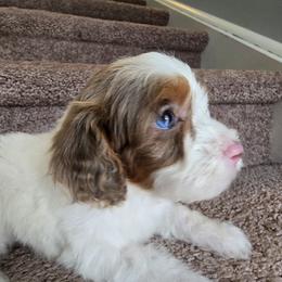 Daisy - brown phantom merle - Brown female Cavapoo puppy in Floyd, Virginia from Hearts and Paws Poodles and Doodles