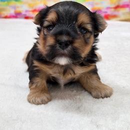 Baxter - Black & tan tri-color male Morkie puppy in Monticello, Iowa from Ashley’s Puppies