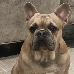 French Bulldogs from Baxa Frenchie’s