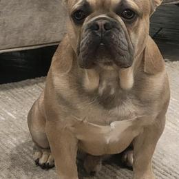 French Bulldogs from Baxa Frenchie’s