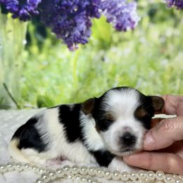 AKC Girl 2 4300 - Black tan and white female Biewer Terrier puppy in Nicholls, Georgia from Southeast Biewers