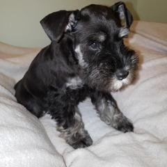 Miniature Schnauzer Puppies from Classic Miniature Schnauzers