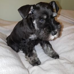 Miniature Schnauzer Puppies from Classic Miniature Schnauzers