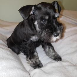 Miniature Schnauzer Puppies from Classic Miniature Schnauzers