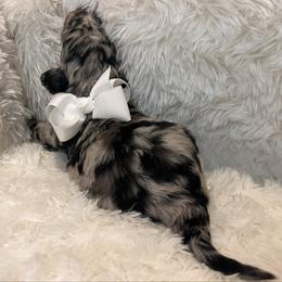 Miss White - Blue merle female Aussiedoodle puppy in Taylor, Missouri from Pawsitively Doodles