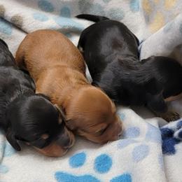 Dachshund Puppies from CLARK'S BREEDING PROGRAM