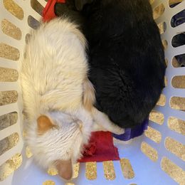 American Eskimo Dog and German Shepherd Puppies from Lone Cone Kennels