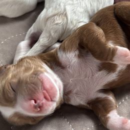 Goldendoodles from Best Friend Doodles