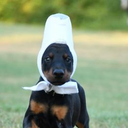 Riot - Black and rust male Doberman Pinscher puppy in Overton, Texas from Obsidian Kennel
