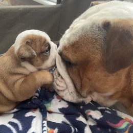 Marci - Bulldog