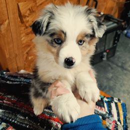 Australian Shepherd Puppies from Brouillard Farm