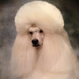 Remington - Poodle