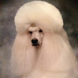 Remington - Poodle