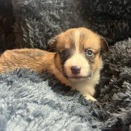 EP 1 - Red male Pembroke Welsh Corgi puppy in Stockton, Iowa from Infinity Corgis