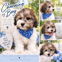 Graham aka Mochi - White male Poodle puppy in Chattanooga, Tennessee from Joyfull Pals