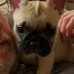 English Bulldog and French Bulldog Puppies from Bullwrinklz
