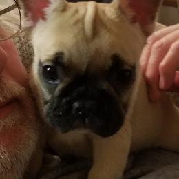 English Bulldog and French Bulldog Puppies from Bullwrinklz