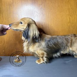 Iggy - Dachshund