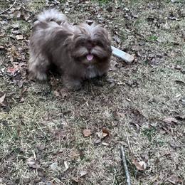 Pixie dust - Shih Tzu