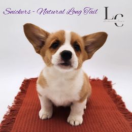 Snickers - Red female Pembroke Welsh Corgi puppy in Pine Village, Indiana from NL Horsemanship