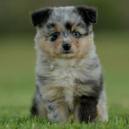 Hershel - Blue merle male Toy Australian Shepherd puppy in Hartman, Arkansas from Southern Edition Aussies