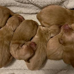 Girl 1 - Golden female Golden Retriever puppy in Salem, Oregon from Oregon Rose Goldens