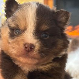 Ganache - Chocolate merle male Pomeranian puppy in Palatka, Florida from Sugarland Pomeranians