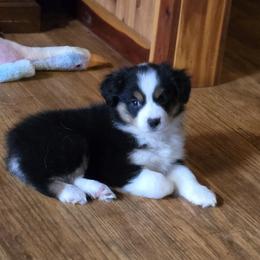 Girl 2 - Black tri female Miniature Australian Shepherd puppy in Ola, Arkansas from Peaceful Acres
