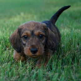 LEV - Red male Dachshund puppy in Mc Neil, Arkansas from Shining A Lowriders & Co.