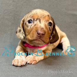 Pink - Chocolate and tan female Dachshund puppy in George West, Texas from Rockin M Kennel