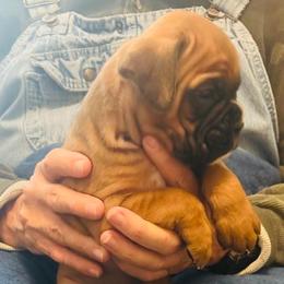 Walter - Fawn male Boxer puppy in Sultan, Kansas from Aphrodite Boxers Von Kesler Haus