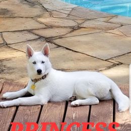 Aurora - Siberian Husky