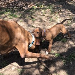 Rhodesian Ridgeback All Grown Up from RR Ridgebacks