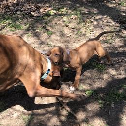 Rhodesian Ridgeback All Grown Up from RR Ridgebacks