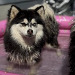 Pomskies from Lara's Ranch Pomskies