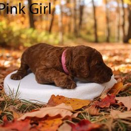 Girl 1 - Red  female Poodle puppy in Mc Henry, Illinois from Sunset Maple Poodles