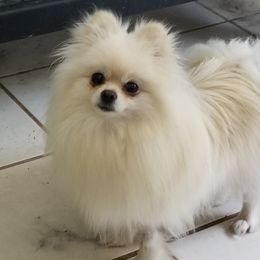 Letty - Pomeranian