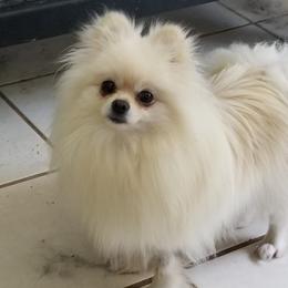 Letty - Pomeranian