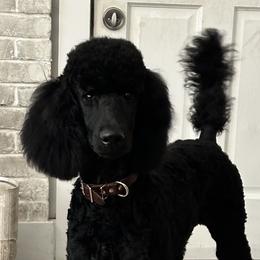 Poodles from CiscoStandardPoodles