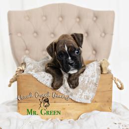 Mr. Green - Brindle male Boxer puppy in Learned, Mississippi from Hawk Creek Boxers