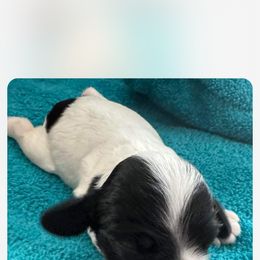 Cocker Spaniel Puppies from Dalin Cockers