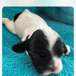 Cocker Spaniel Puppies from Dalin Cockers