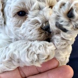 Goldendoodles from Wild Rose Tiny Poodles & Doodles