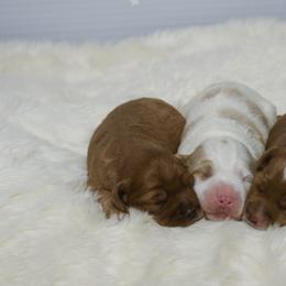 Australian Labradoodle Puppies from NorthStar Labradoodles, LLC.