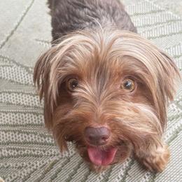 Bailey - Yorkshire Terrier